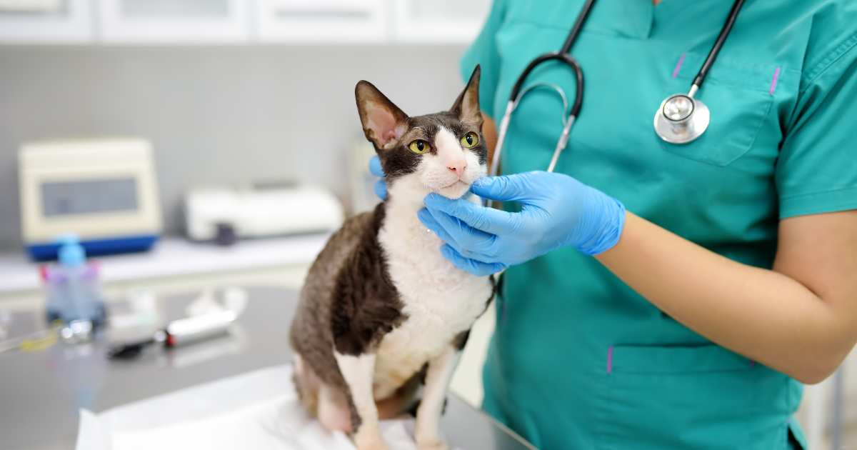 Clínica Veterinária: Como Empreender no Mercado Pet com Sucesso