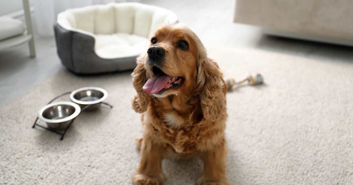 Hotel para Cachorro: Como Montar um Negócio Lucrativo no Mercado Pet